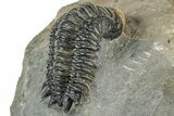 Detailed Crotalocephalina Trilobite - Atchana, Morocco #322281-4